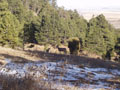 baby and momma deer standing.jpg
